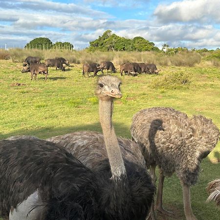 Ostrich Cottage At Les Wings Private Game Farm Groot-Jongensfontein Ngoại thất bức ảnh