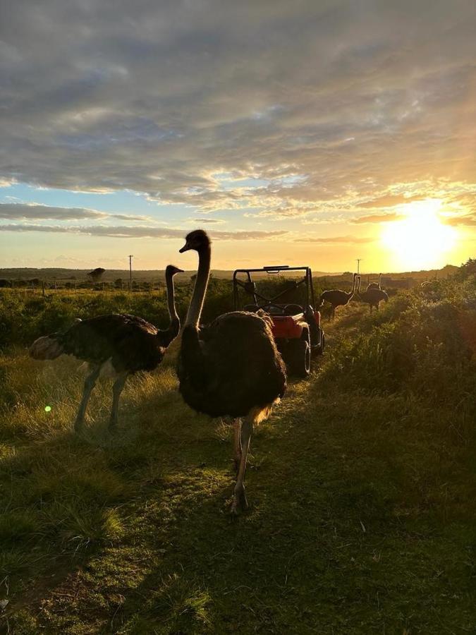 Ostrich Cottage At Les Wings Private Game Farm Groot-Jongensfontein Ngoại thất bức ảnh