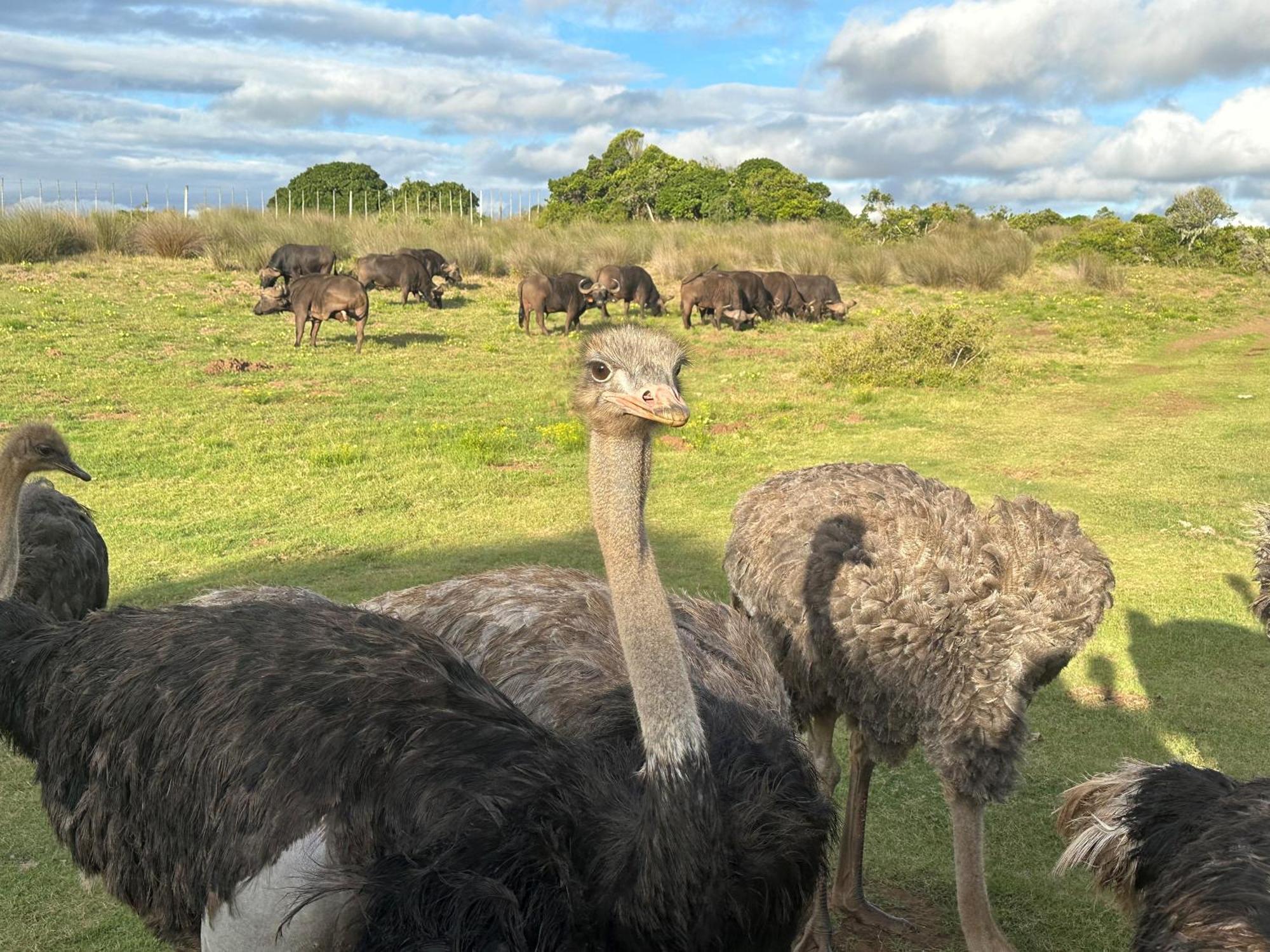 Ostrich Cottage At Les Wings Private Game Farm Groot-Jongensfontein Ngoại thất bức ảnh